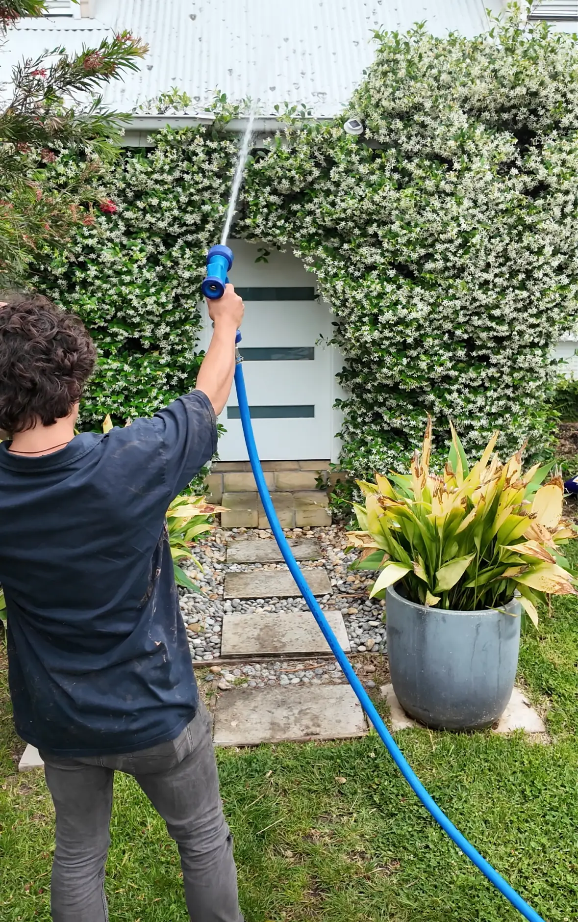 Low-pressure rinse around planting