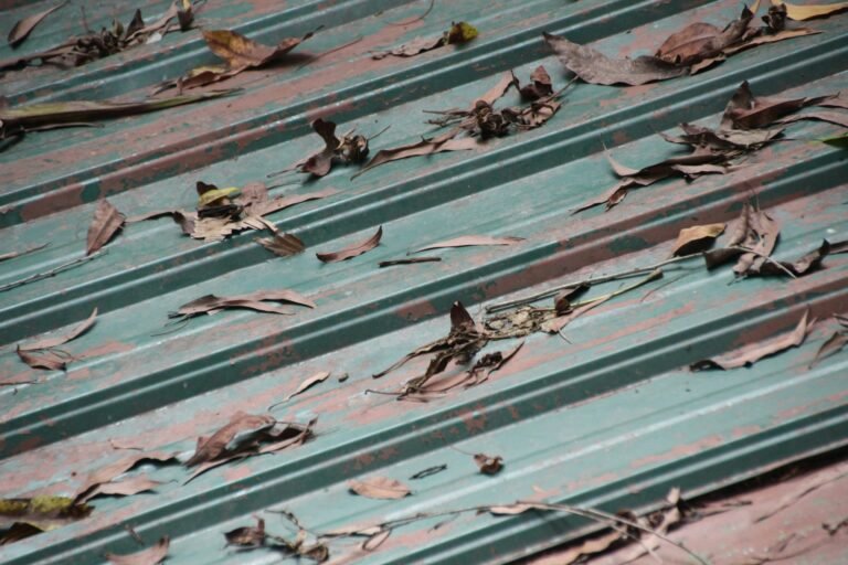 Roof gutter filled with dry leaf litter before bushfire season