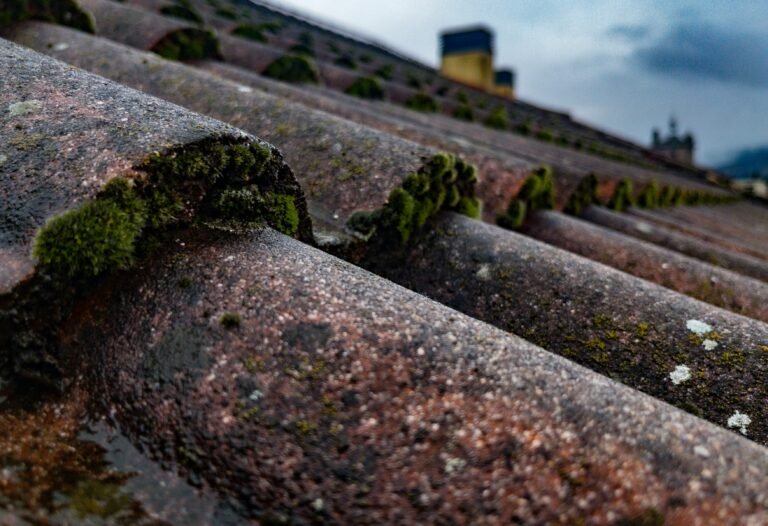 Moss and lichen growing across weathered roof tiles